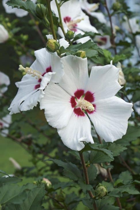 35966392 close up image of rose of sharon flowers