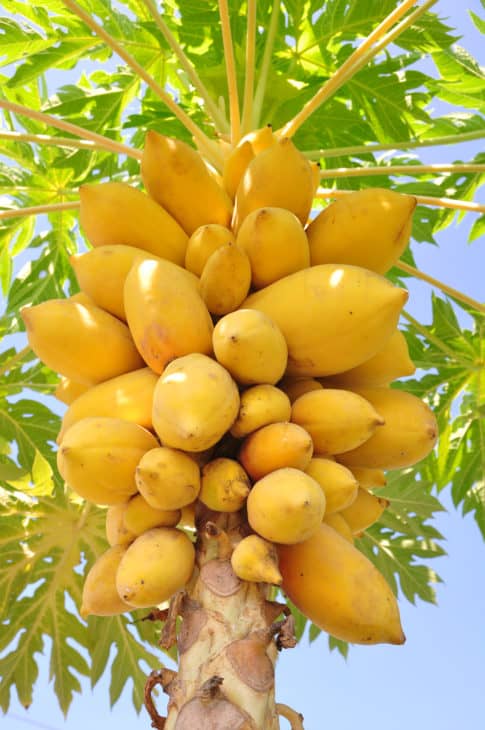 7085676 papaya tree