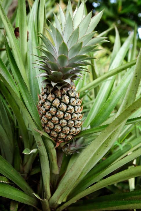 787531 pineapple plant