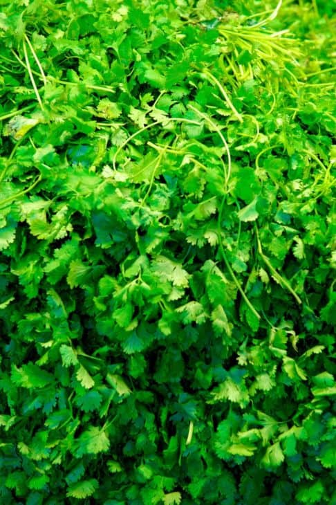 9557462 pile of fresh green cilantro in a grocery store