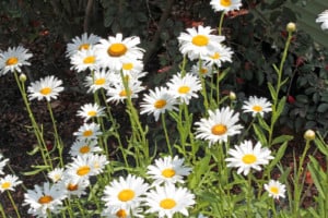 A beautiful bed of common Daisies