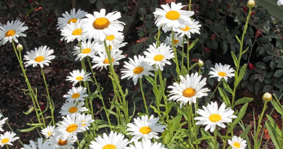 A beautiful bed of common Daisies