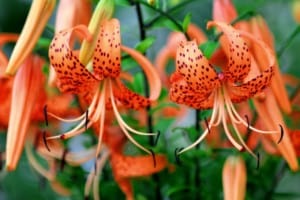 Are Tiger Lilies Poisonous
