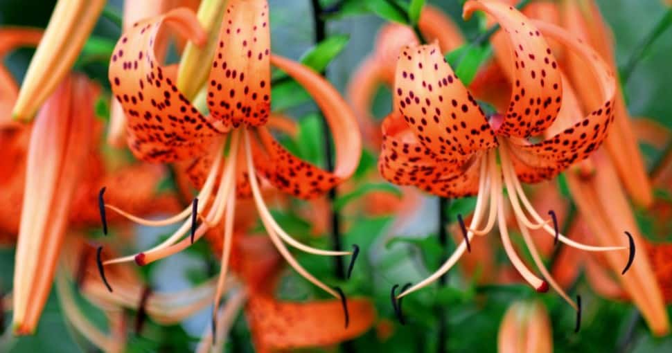 Are Tiger Lilies Poisonous