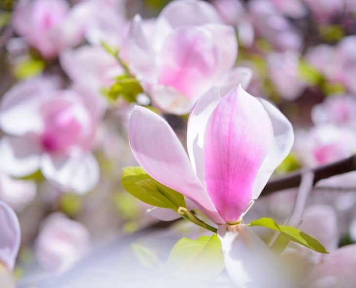 Beautiful Pink Magnolia Flowers
