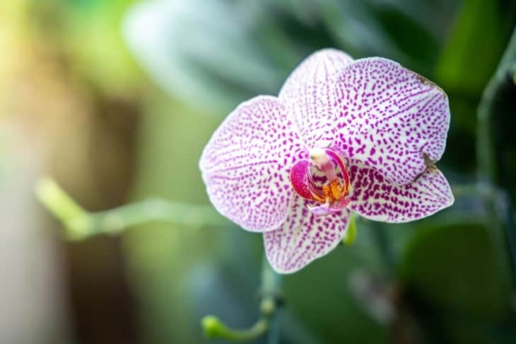 Beautiful blooming orchids