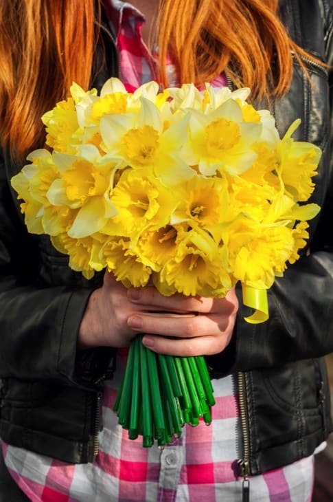 Bouquet of daffodils