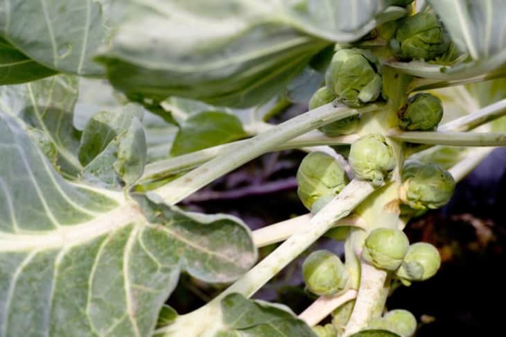 Brussel sprouts on plant