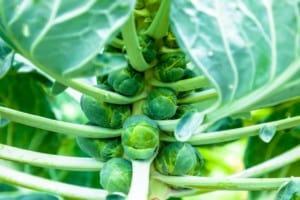 Brussels sprouts ready to harvest