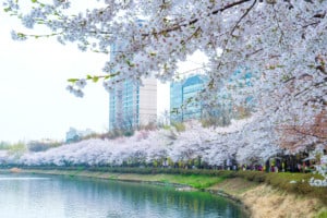 Cherry Blossom in Spring