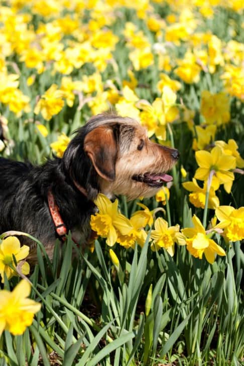 Dog in a field of Daffodils
