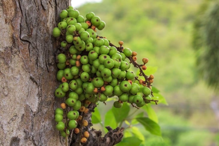 Ficus carica fruit on tree in Thailand