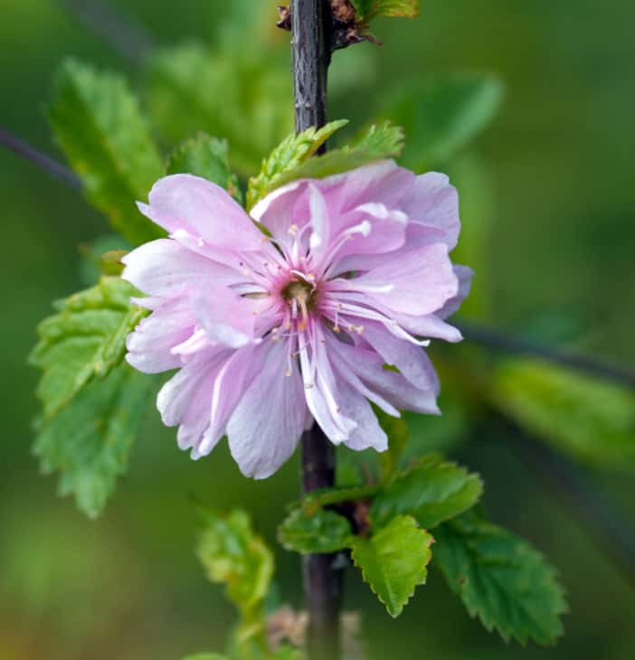 Flowering Pink Almond Prunus triloba vert