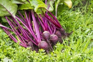 Freshly harvested red beets