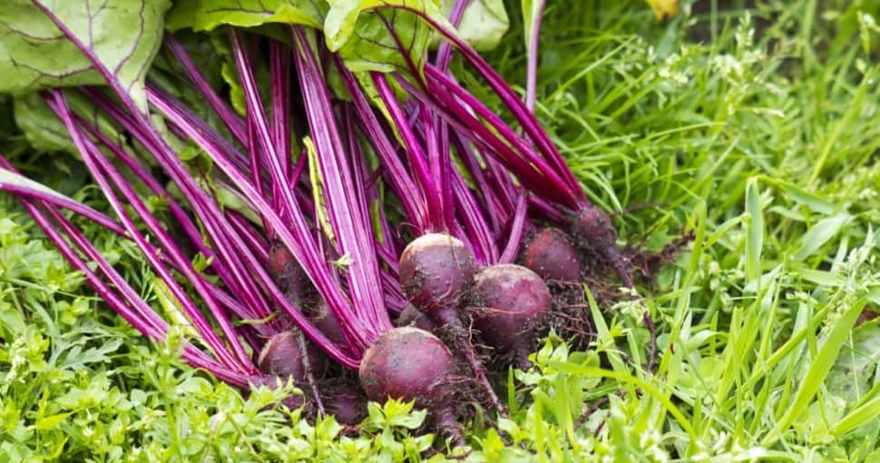 Freshly harvested red beets