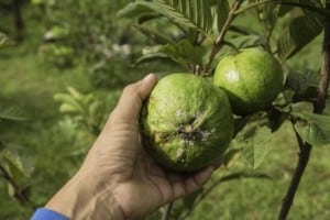 Hand harvesting guava from tree