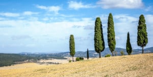 Italian Cypress in Tuscany
