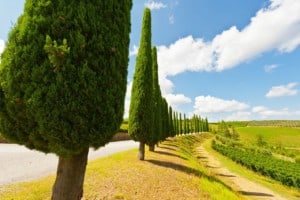 Italian Cypress trees in Tuscany Italy