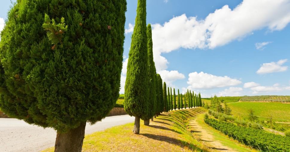 Italian Cypress trees in Tuscany Italy