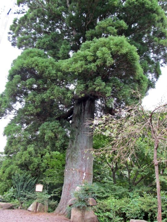 Japanese cedar