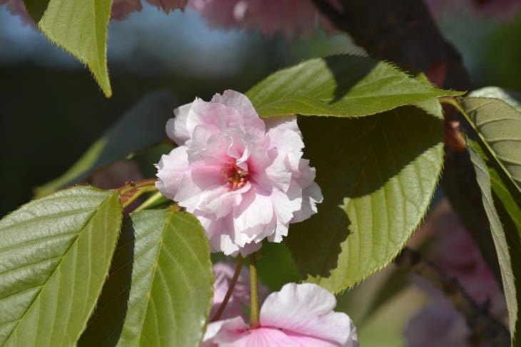 Japanese flowering cherry Kanzan