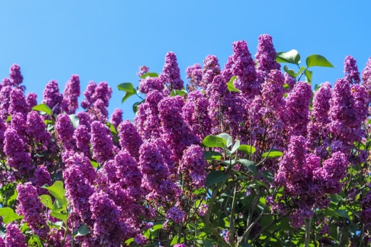 Lilac tree syringa vulgaris