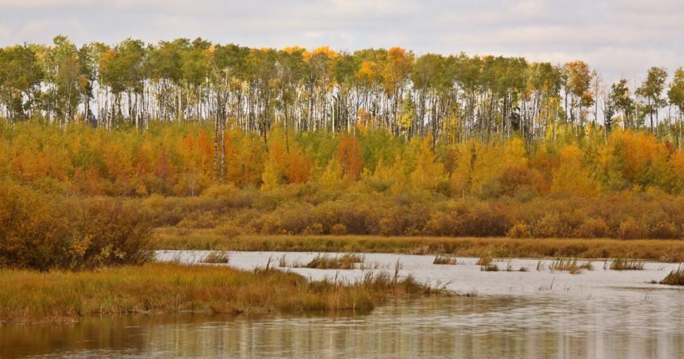 Marshlands and Aspen trees in fall