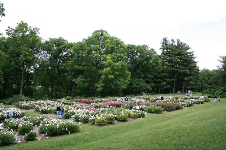 Nichols Arboretum