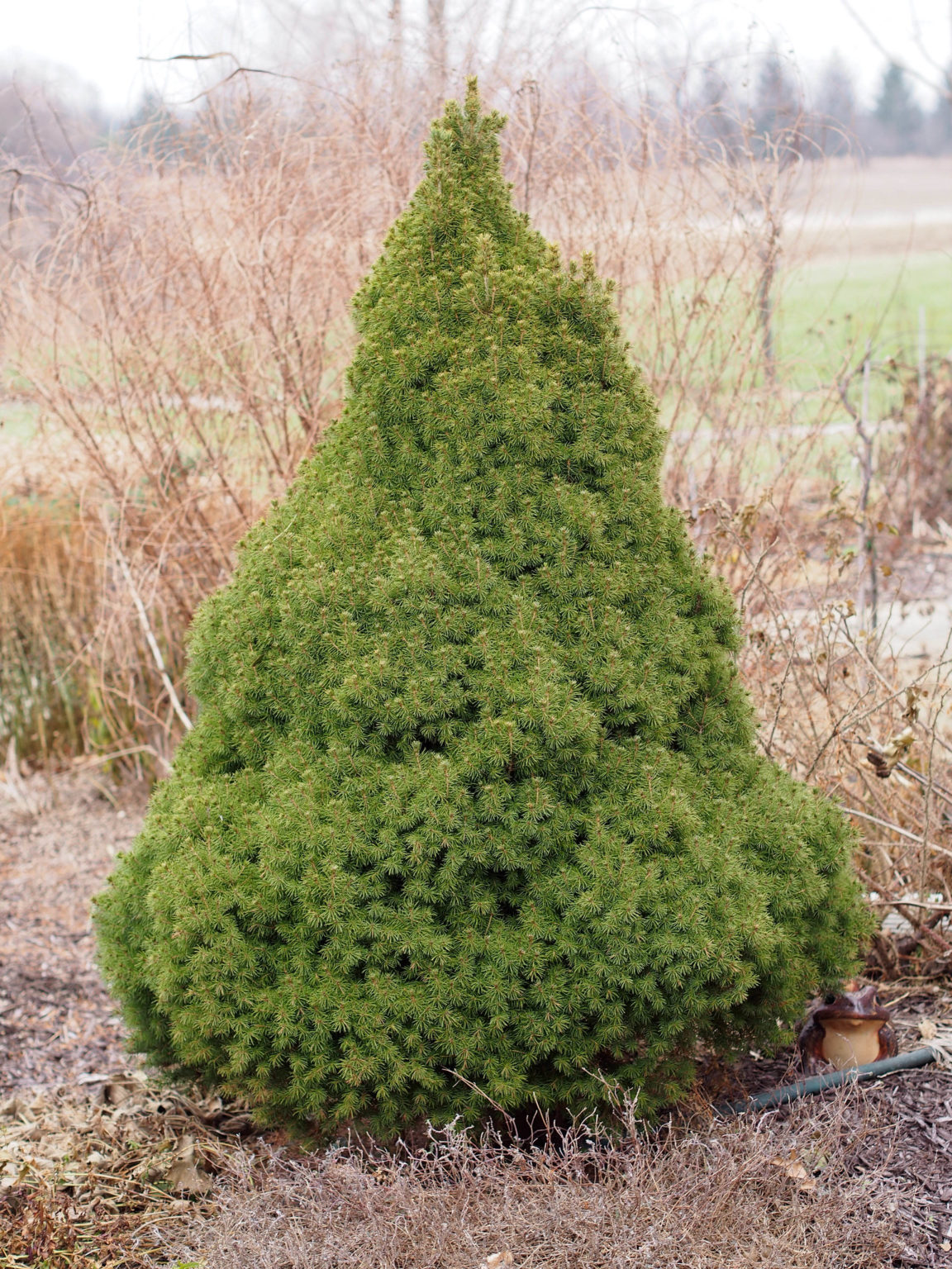 8 Trees Similar To Italian Cypress ProGardenTips