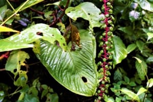 Pokeweed with green berries