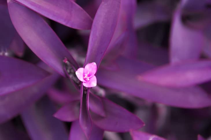 Purple Heart Plant Tradescantia pallida flower