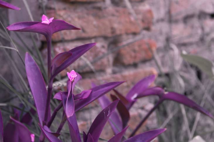 Purple Heart Plant Tradescantia pallida flowers