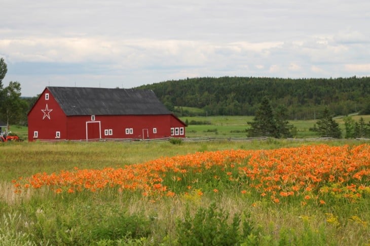 Rural barn and tiger lilies in Canada