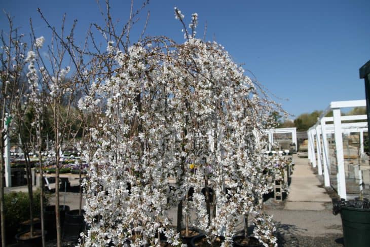 Snow Fountain Weeping Flowering Cherry