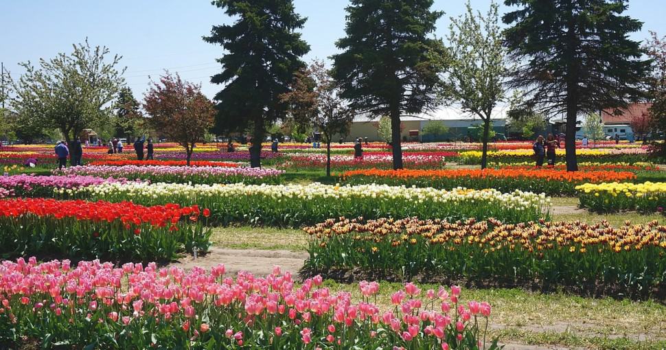 Veldheer Tulip Gardens