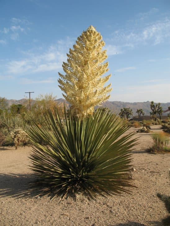 Yucca plant