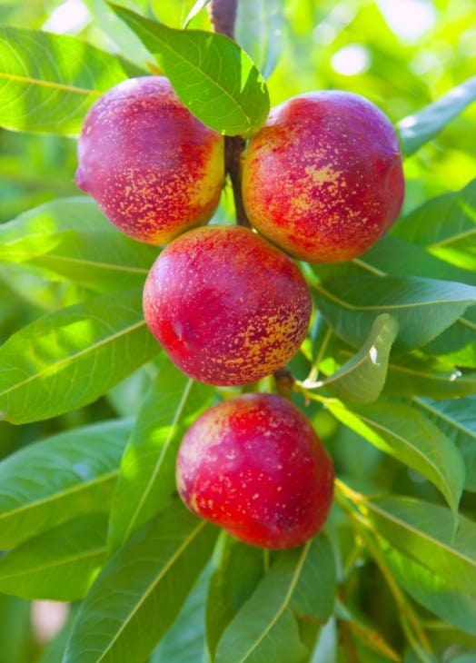 nectarine fruits on a tree
