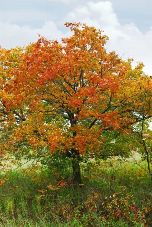 132915 autumn maple tree 1