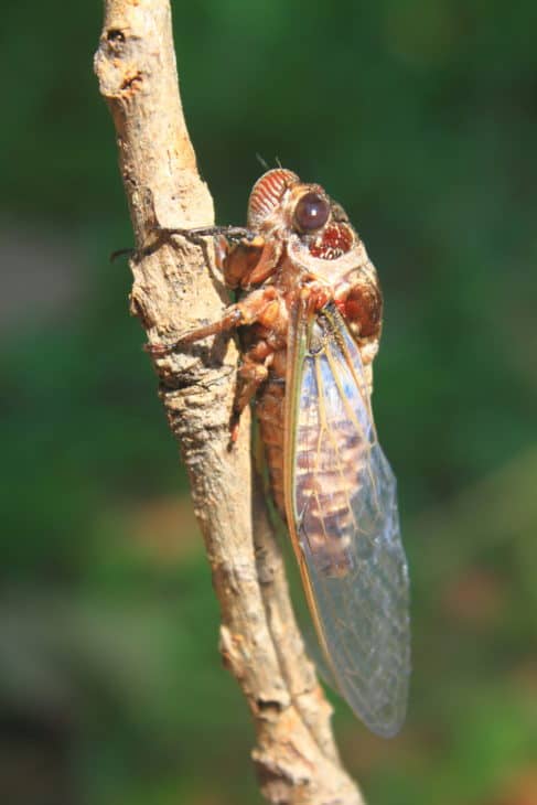 13473622 cicadas in the trees