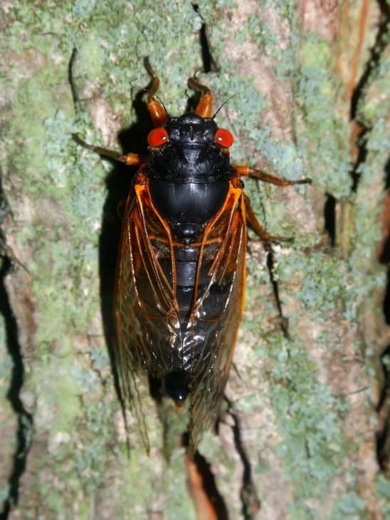 2160523 periodical cicada magicicada septendecim