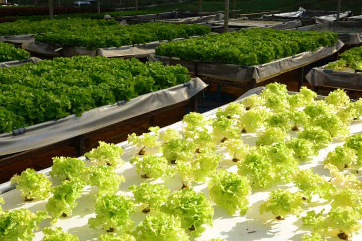 31432208 hydroponic plants in vegetable garden farm