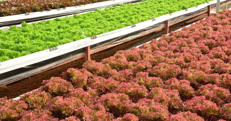 hydroponic plants in vegetable garden farm