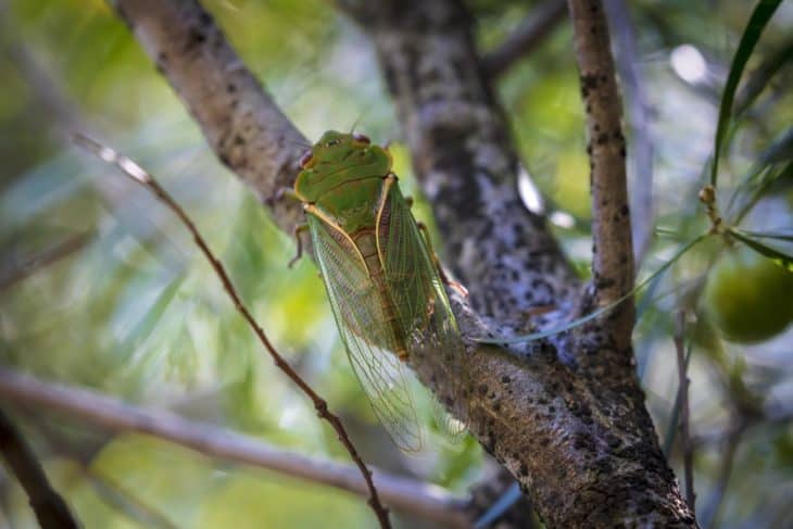 34916102 a green cicada walking on a tree branch in a forest