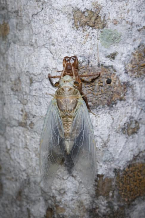 4305161 cicadas emerging