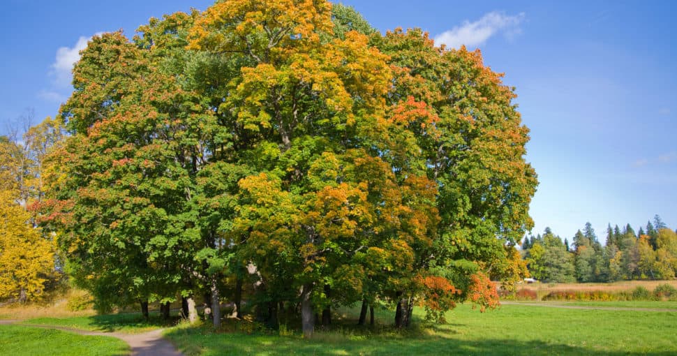 Pros And Cons Of Maple Trees