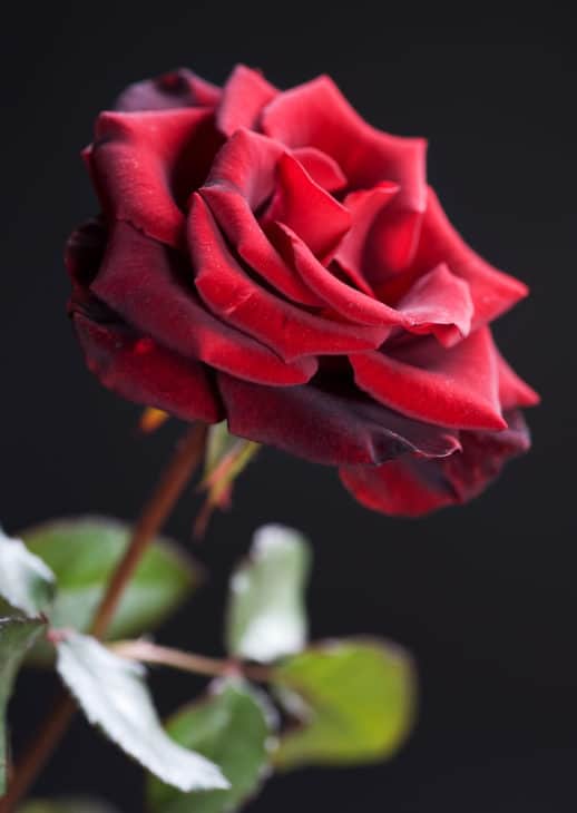 6597596 beautiful red rose over black