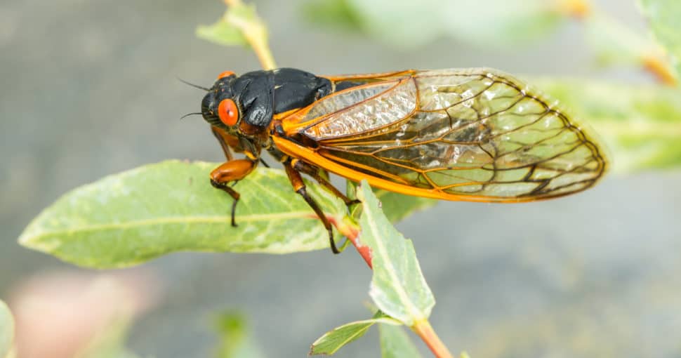 macro image of cicada from brood