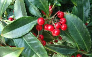 Coral Ardisia (Ardisia crenata) Care and Identification