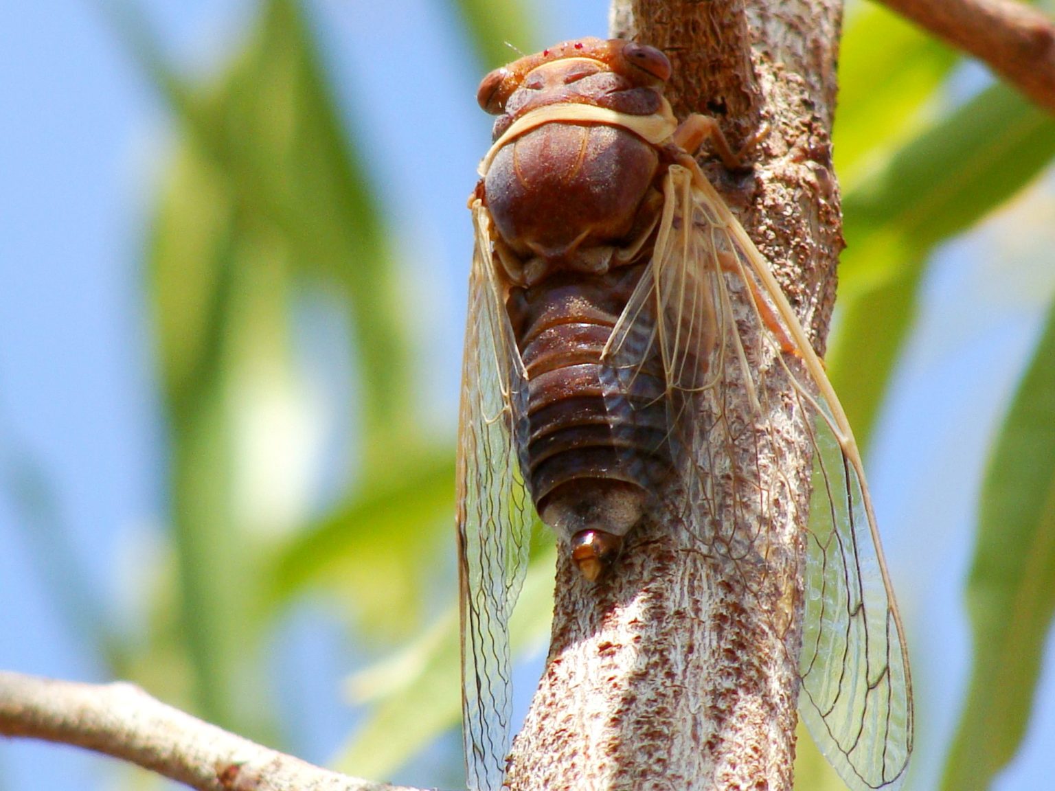 Are Cicadas Poisonous ProGardenTips