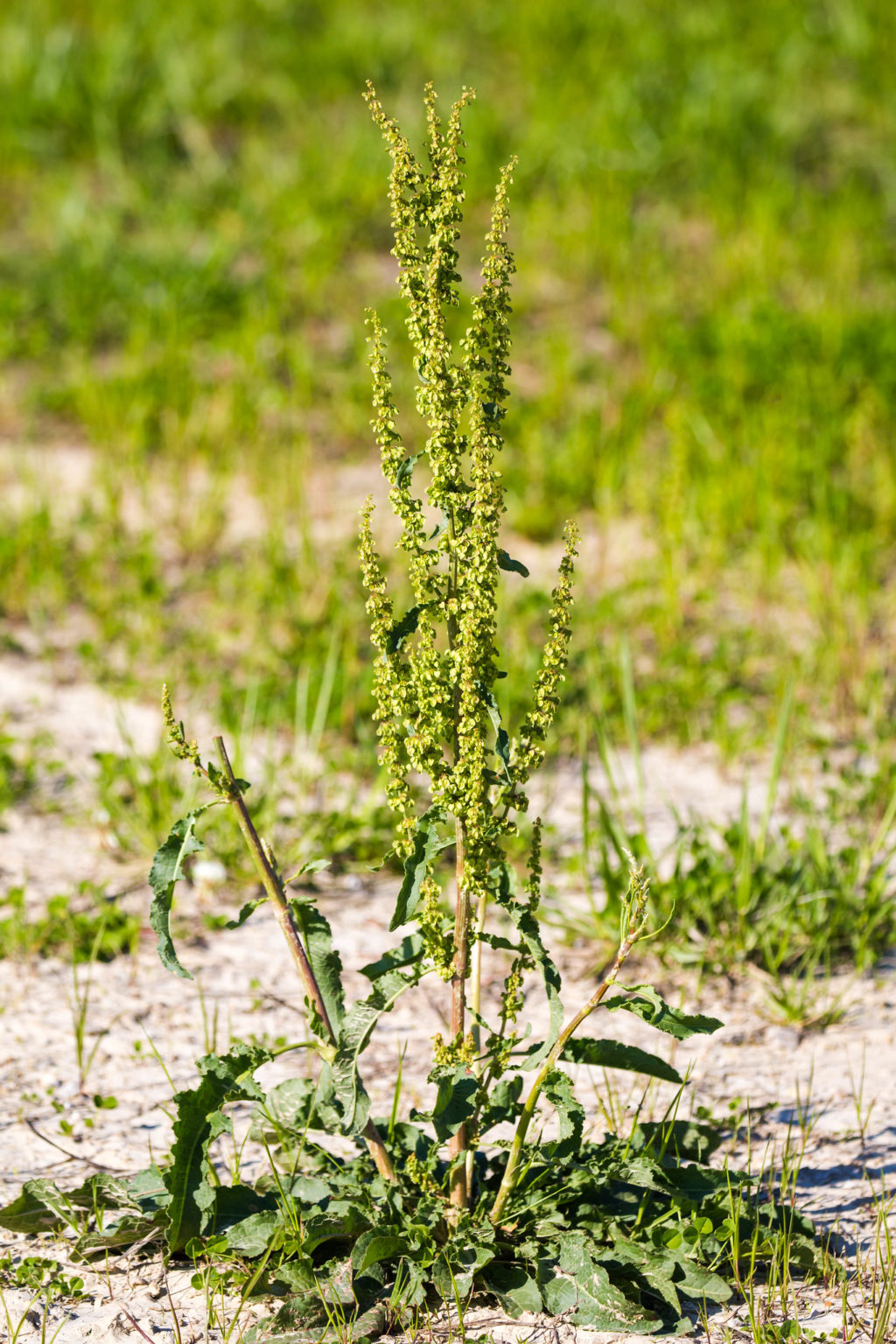 24 Poisonous Plants in California ProGardenTips